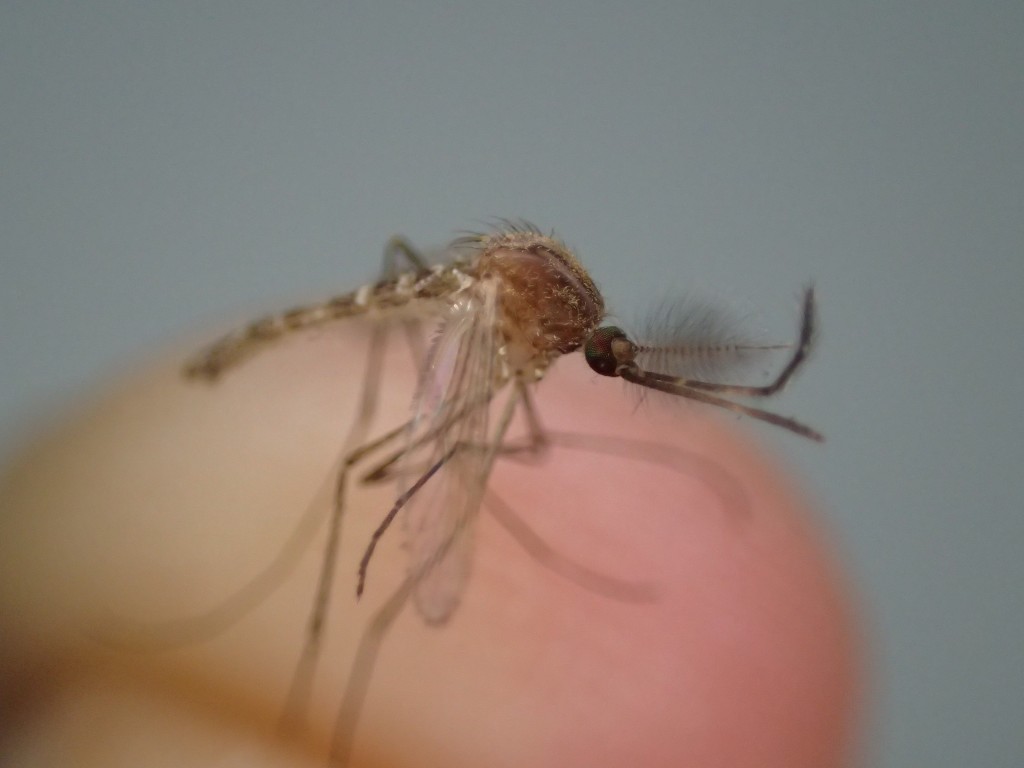 捕獲した害虫の蚊（カ）の写真、画像素材（フリーフォト）