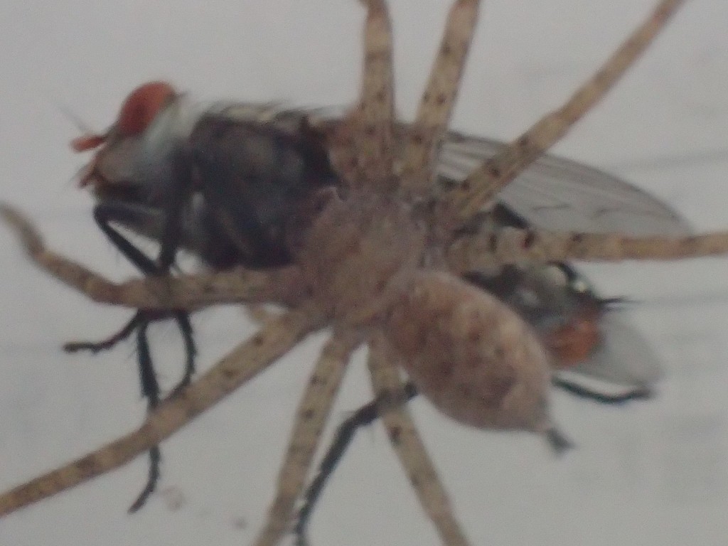 衛生害虫センチニクバエを捕まえて離さないアシダカグモ