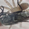 衛生害虫センチニクバエを益虫アシダカグモに与えたら飛びついて捕獲！した一部始終の写真（画像）