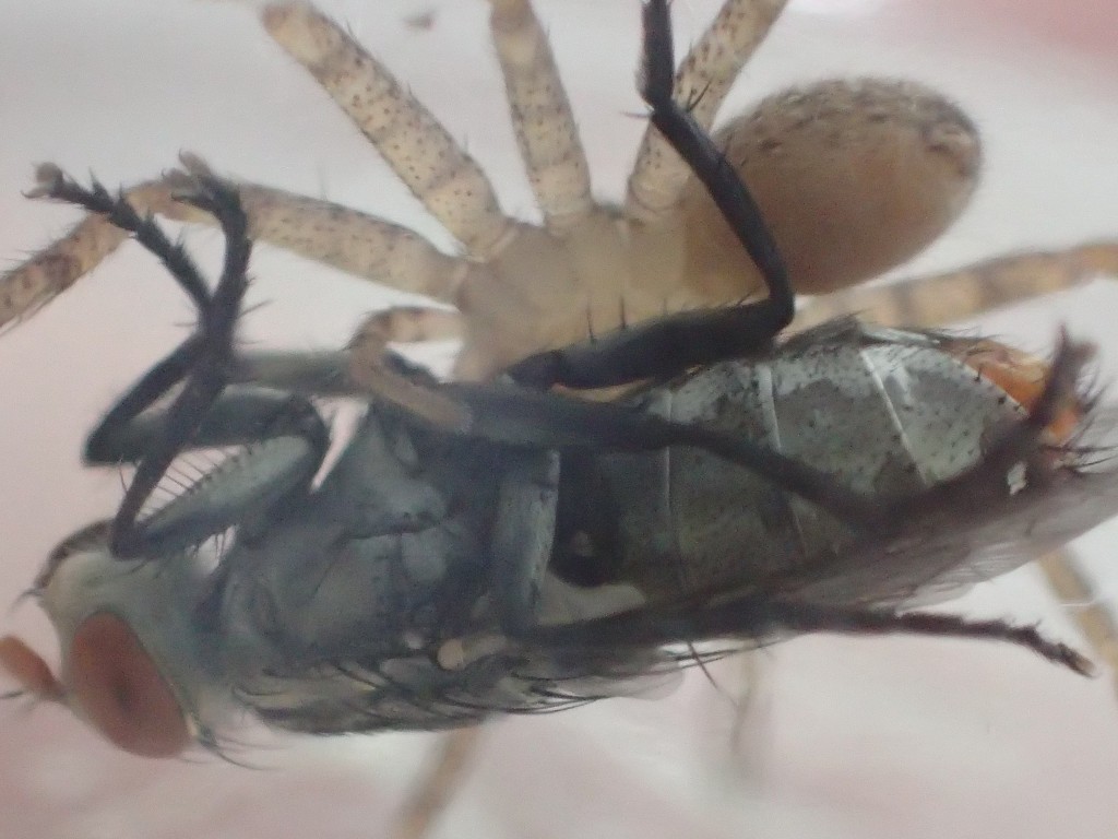 衛生害虫センチニクバエを捕まえて離さないアシダカグモ