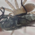 衛生害虫センチニクバエを益虫アシダカグモに与えたら飛びついて捕獲！した一部始終の写真（画像）