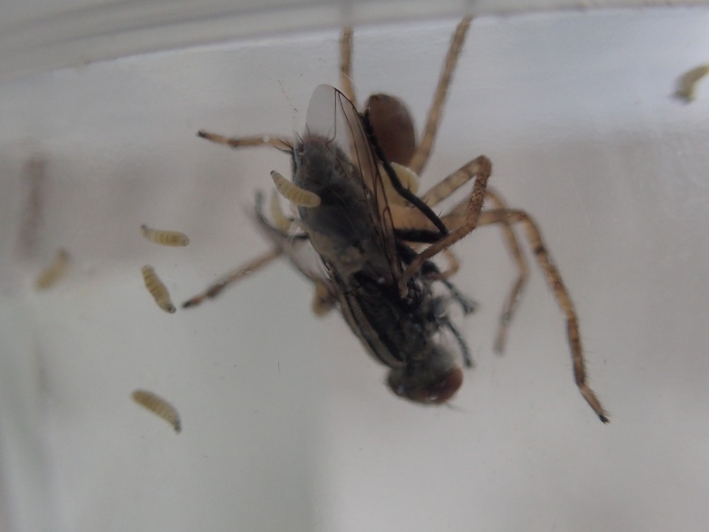 アシダカグモに捕まったセンチニクバエが幼虫（ウジ虫）を産んだ