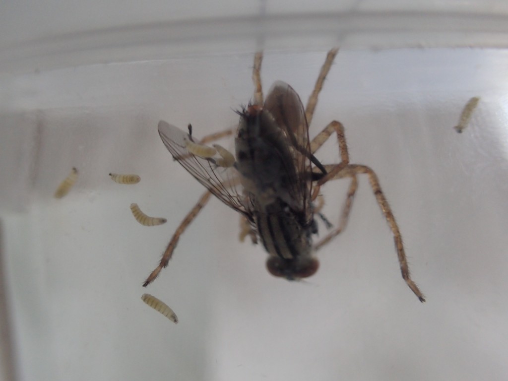 アシダカグモに捕まったセンチニクバエが幼虫（ウジ虫）を産んだ