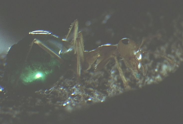 鮮やかな緑色の腹部を備えたアリ（蟻）