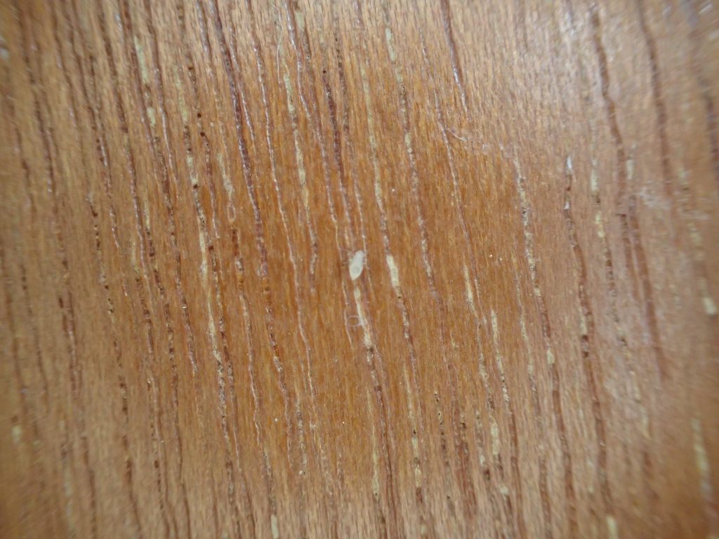 家の中の自室の壁に白くて小さい虫が大量に発生している