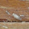 チャタテムシを駆除する画像！家の部屋に湧いた大量の白い羽のある小さな虫の正体は(´ﾟдﾟ｀)新種のチャタテムシなのか！？