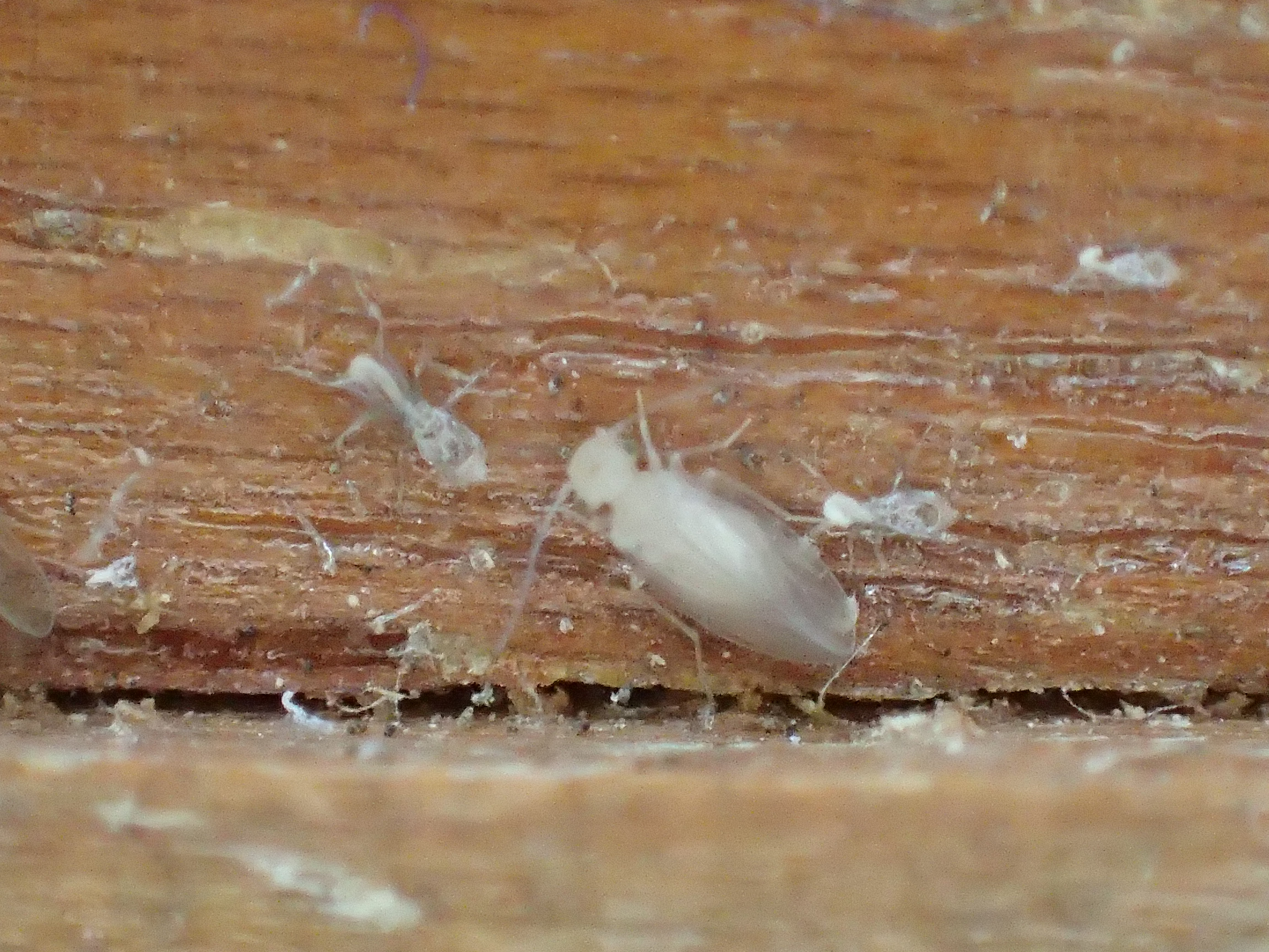 チャタテムシを駆除する画像 家の部屋に湧いた大量の白い羽のある小さな虫の正体は ﾟdﾟ 新種のチャタテムシなのか