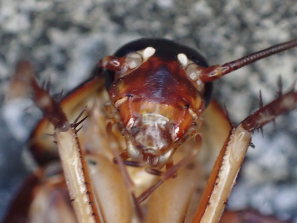ズーム機能でゴキブリの頭部・顔を撮影した写真・画像