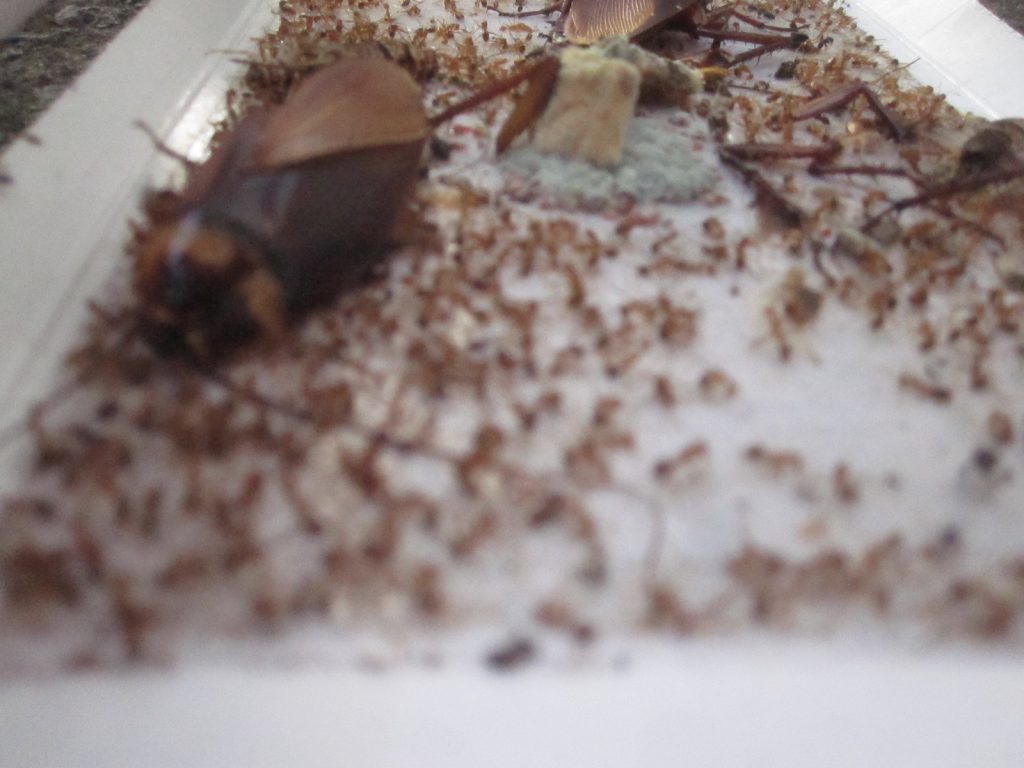 ゴキブリ捕獲器の罠にハマった虫達の残骸