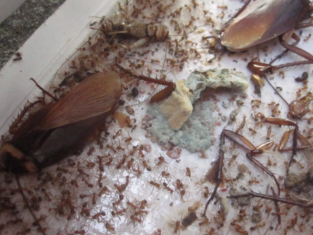 ２匹のワモンゴキブリの成虫とコオロギ？とおびただしい数の蟻