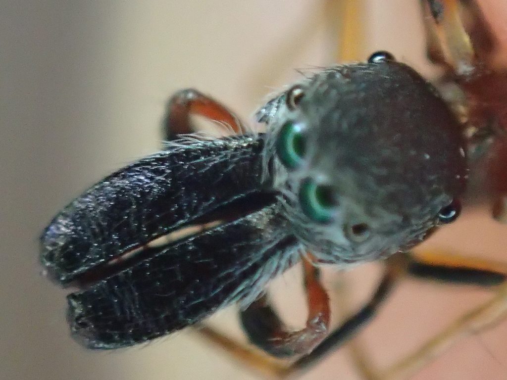 蟻（アリ）に擬態して身を守るアリグモの接写真・画像