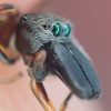 アリに似せて擬態したアリグモ（蟻蜘蛛※ハエトリグモ科）は益虫？アリとクモを足して2で割った動きの動画撮影に成功。