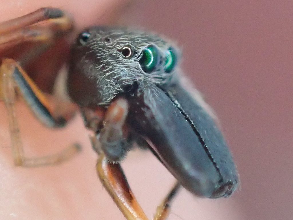 蟻（アリ）に擬態して身を守るアリグモの接写真・画像