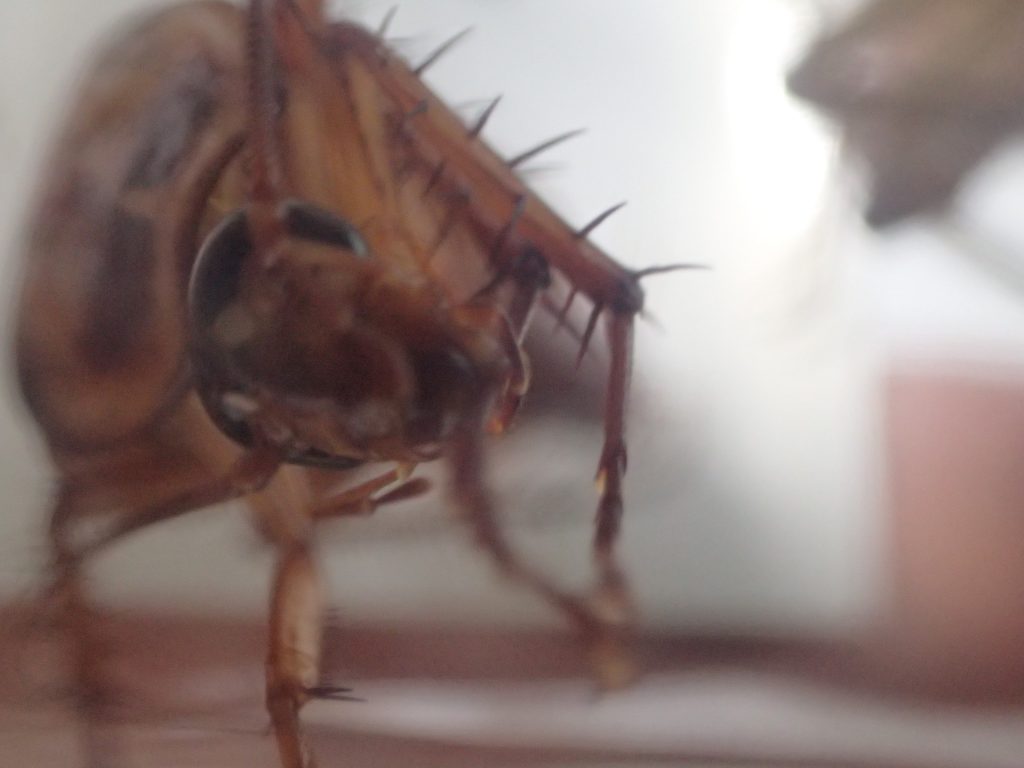 アシダカグモの存在を無視するかのように掃除に没頭するゴキブリ