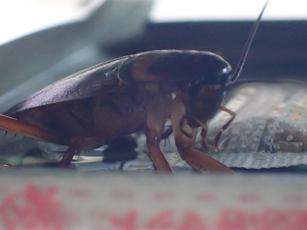 害虫ワモンゴキブリの成虫が粘着シートに引っ掛かっている