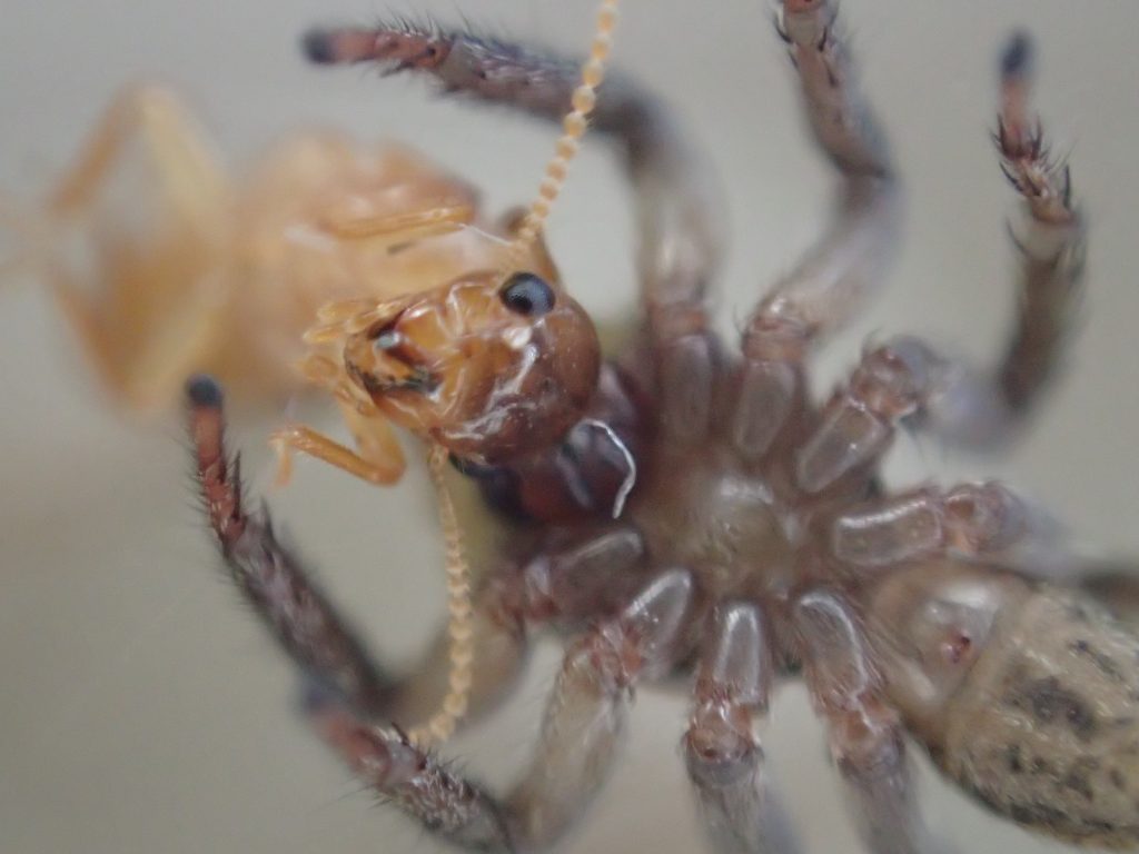 ハエトリグモは白蟻（シロアリ）を食べることが証明された瞬間