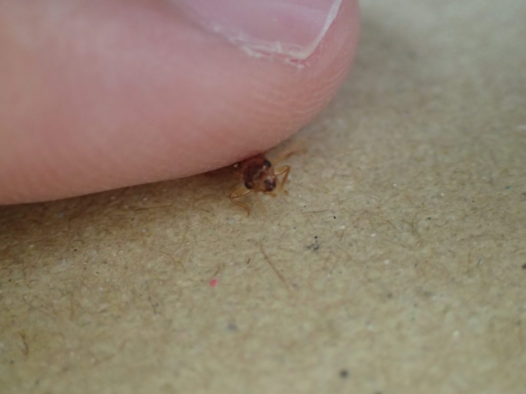 逃げる害虫イエシロアリ（白蟻）を指でムギュッ！と捕まえる