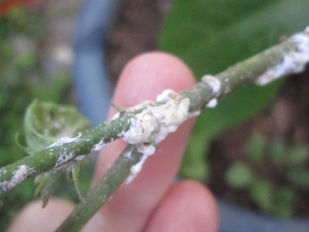 観葉植物の茎に白いカイガラムシがおびただしい数で付着している