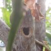 悲劇！害虫ゴマダラカミキリムシによる幹に空いた食害”穴”を発見！樹齢10年近い果樹が枯れかけてる(˚ ˃̣̣̥ω˂̣̣̥ )！