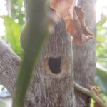 悲劇！害虫ゴマダラカミキリムシによる幹に空いた食害”穴”を発見！樹齢10年近い果樹が枯れかけてる(˚ ˃̣̣̥ω˂̣̣̥ )！