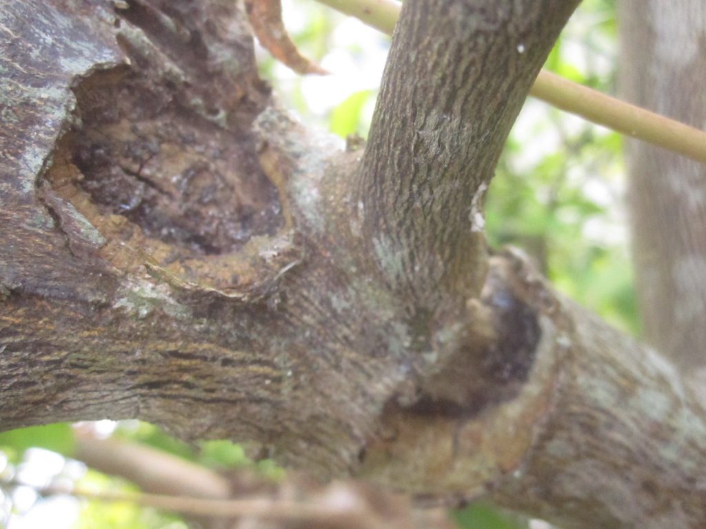 果樹の幹に囓られた痕を発見！