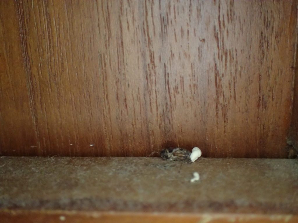 ちょっとした隙間や凹みなど屋内の至る所にヤモリの排泄物を発見！