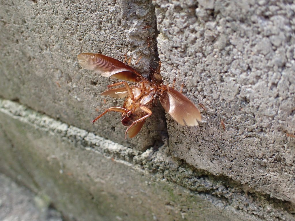ブロック塀の隙間にゴキブリの亡骸を引きずり込もうとしている蟻の大群