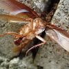 蟻はゴキブリを食べる益虫だから殺さないで(；´ﾟдﾟ｀)!?自然界の掃除屋さんアリに学ぶ虫の美味しい食べ方