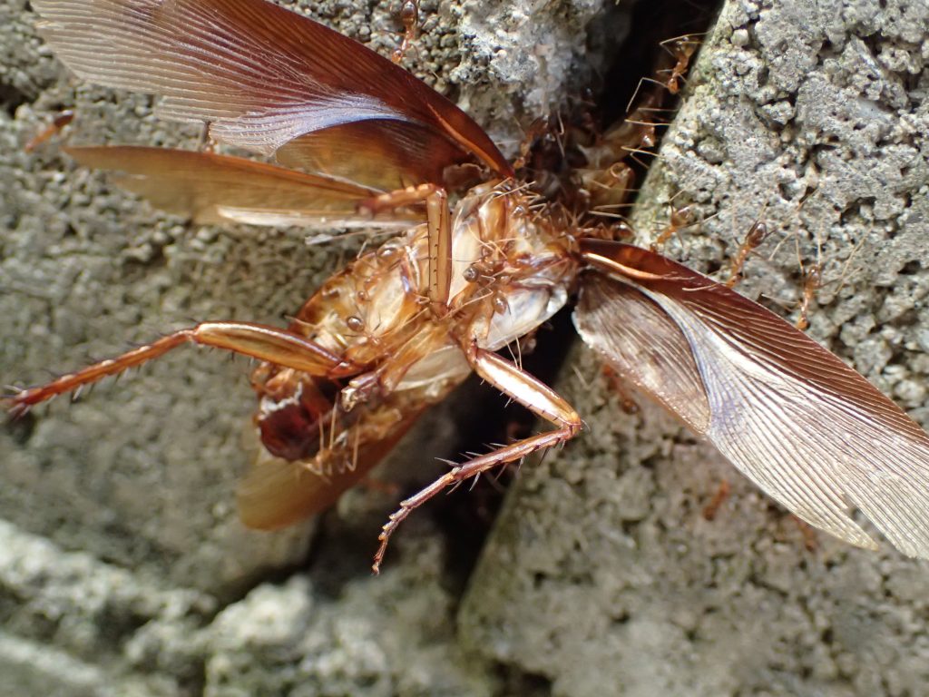 器用にゴキブリを解体しながら巣に運ぼうと働く蟻（アリ）