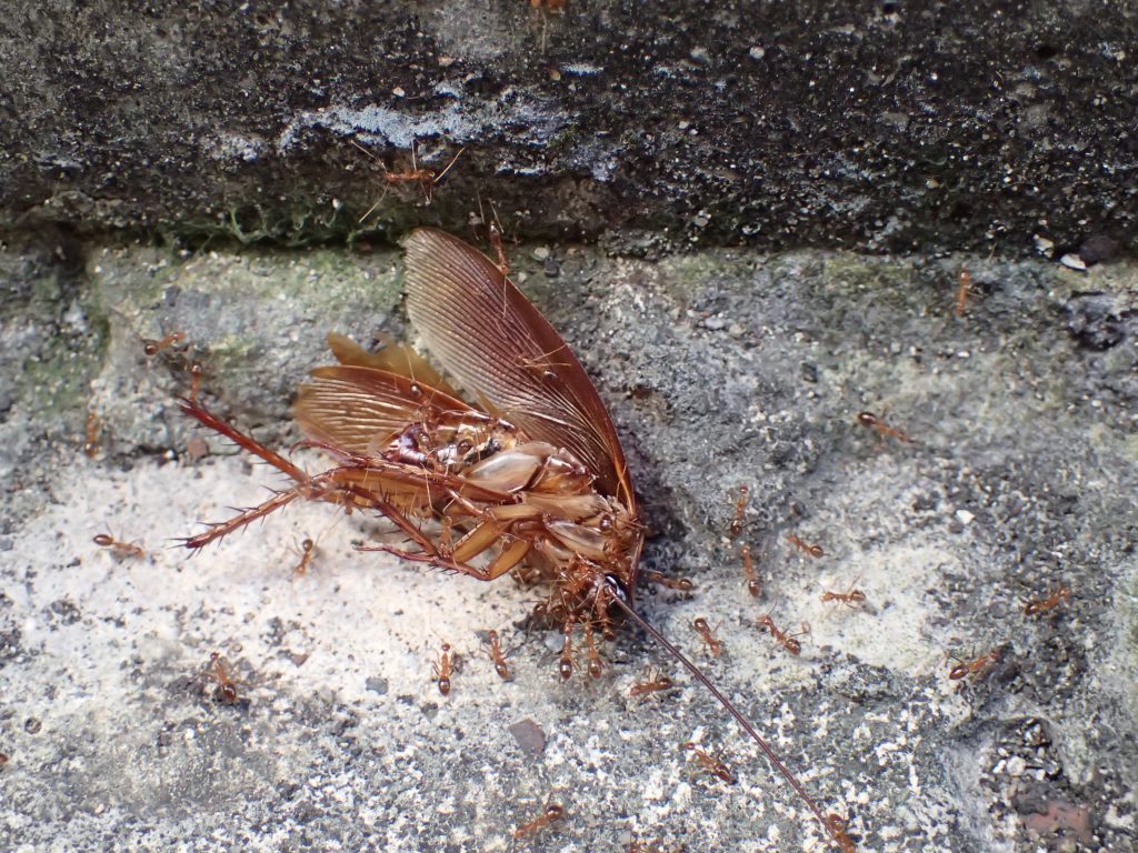 地面に横たわる害虫ワモンゴキブリの屍骸に群がるアリ
