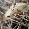 蟻はゴキブリの天敵か(´ﾟдﾟ｀)!?脱皮直後の白いゴキブリがアリの大群に襲われ!?巣に持ち運ばれる動画