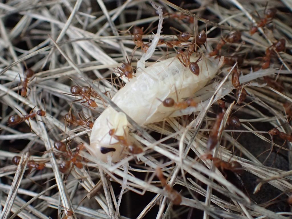 真っ白なホワイト・ゴキブリを巣に持ち帰るため運ぶ蟻の大群