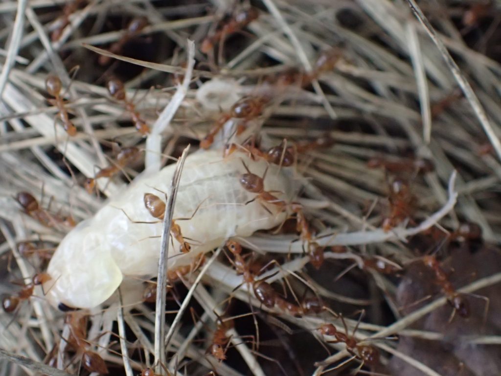 ゆっくりと集団で幻の”白いゴキブリ”を巣に持ち帰り食料にする蟻