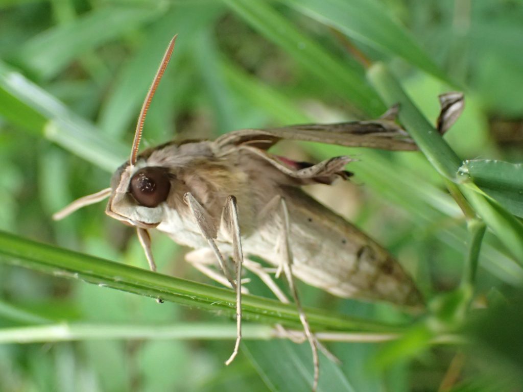 草木に登って羽・翅を休めるセスジスズメの成虫（蛾）