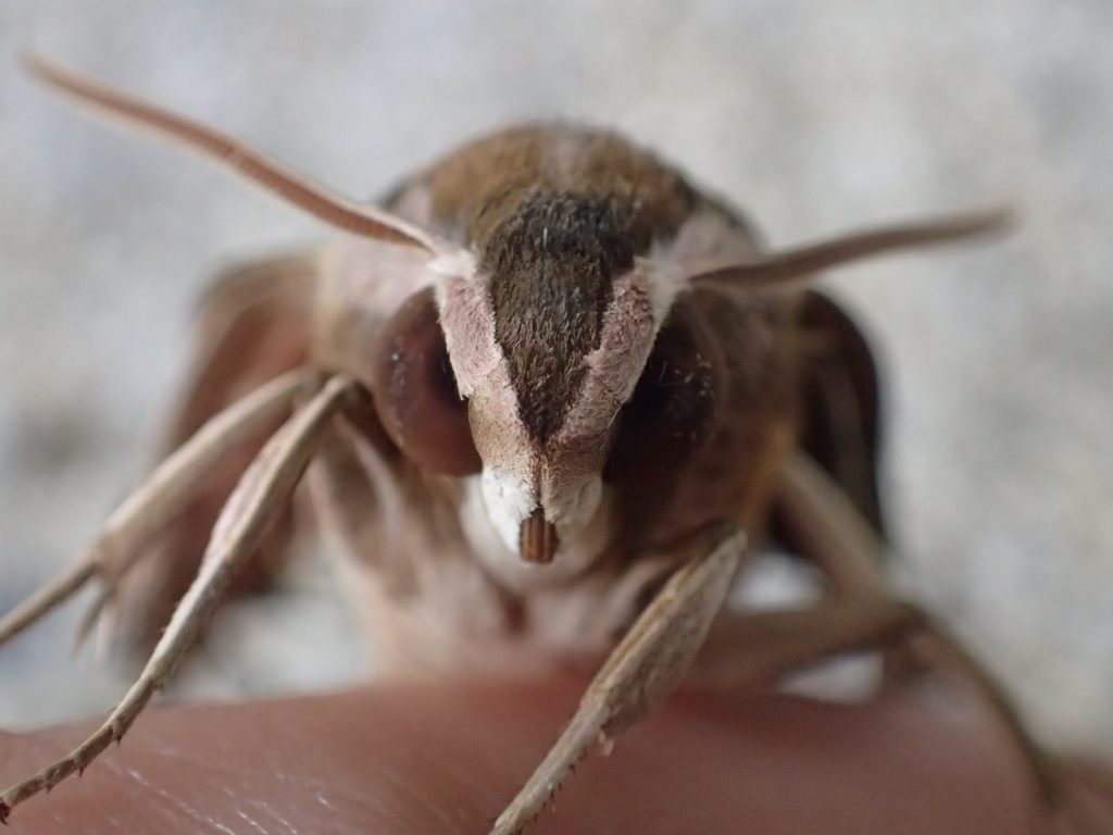 （蛾）セスジスズメの成虫の接写撮影写真・画像