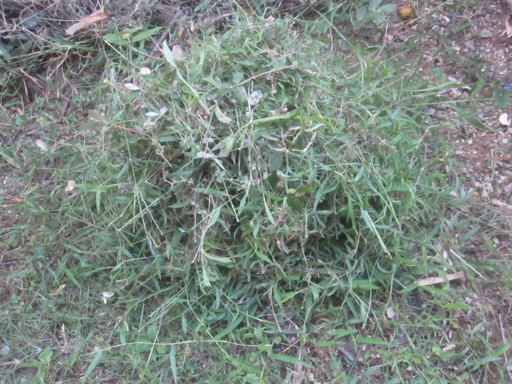 刈った草をウンチの上に山積みにしてウジ虫を封じ込める作戦（笑）！