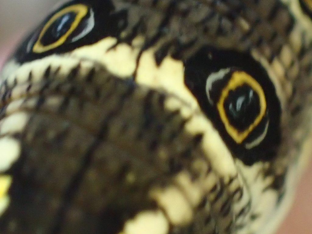 鳥の目？にも見える擬態した芋虫（イモムシ）の眼状紋