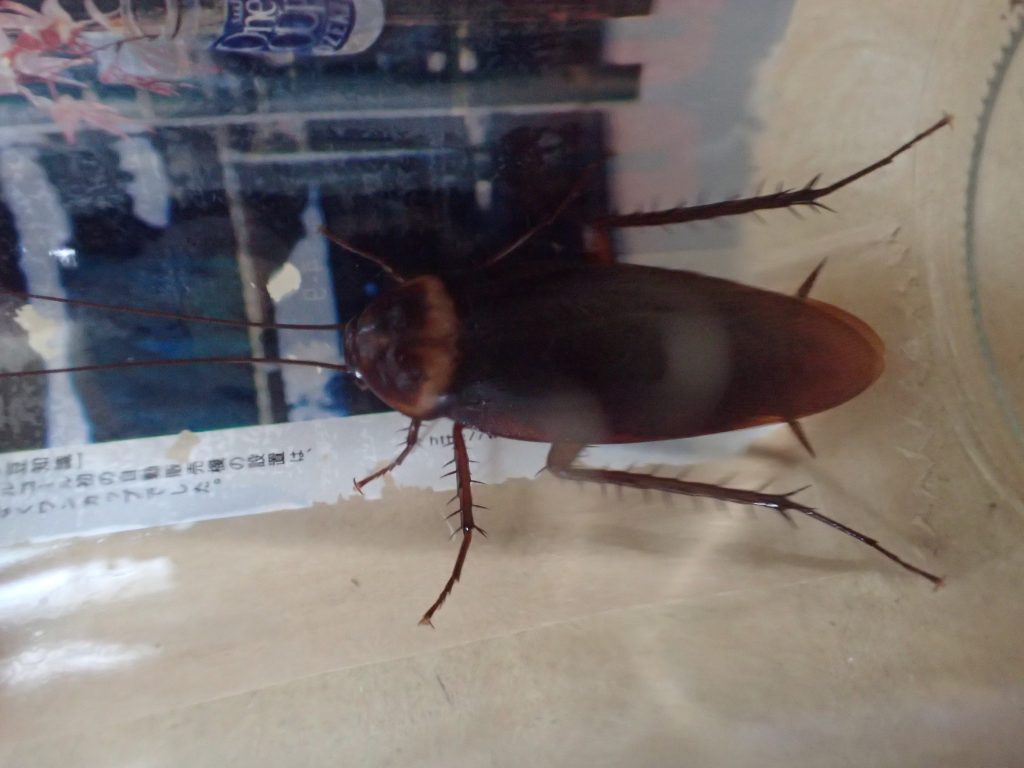 大型の害虫ワモンゴキブリを台所で捕獲！