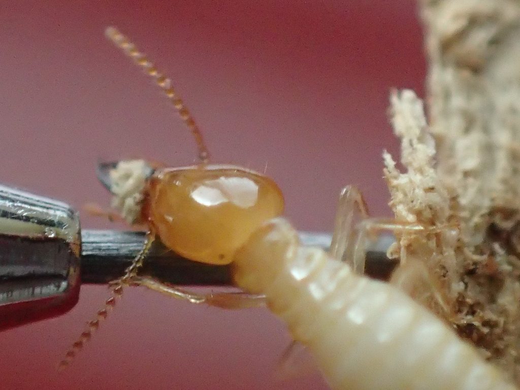 イエシロアリの働き蟻
