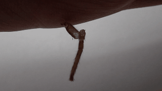 アシダカグモの脱皮した殻が風にそよぐアニメgif動画