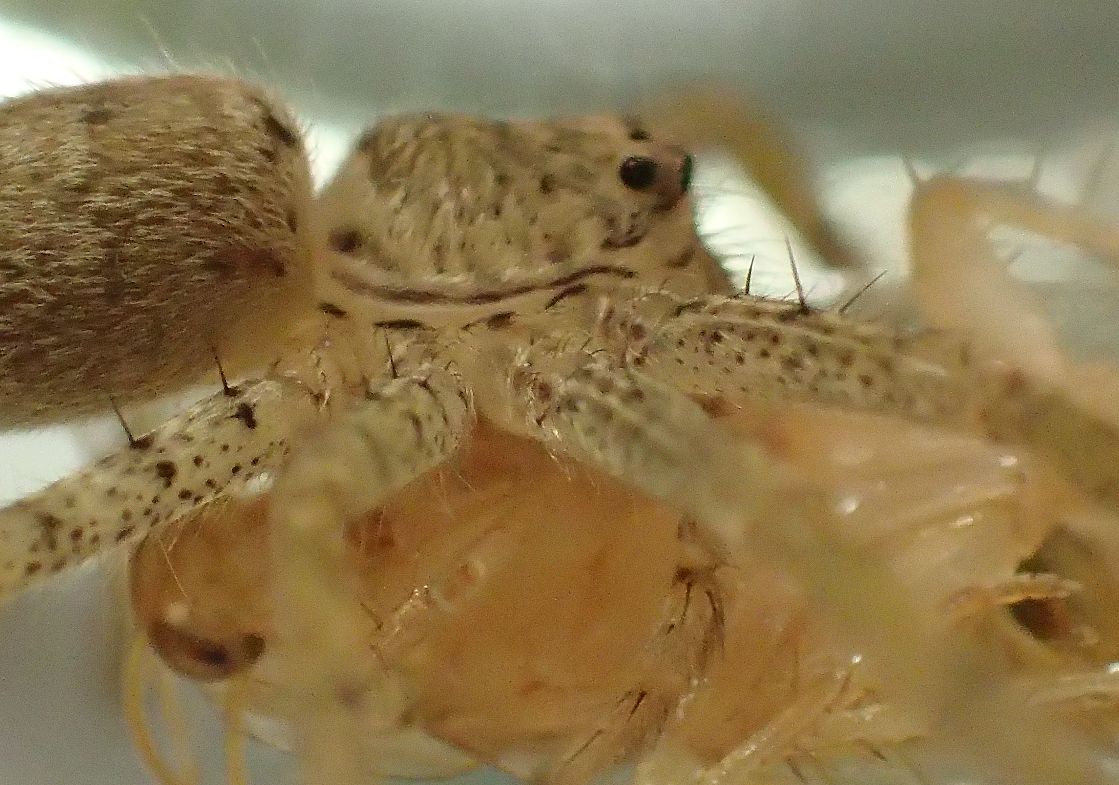チャバネゴキブリを捕食するアシダカグモ