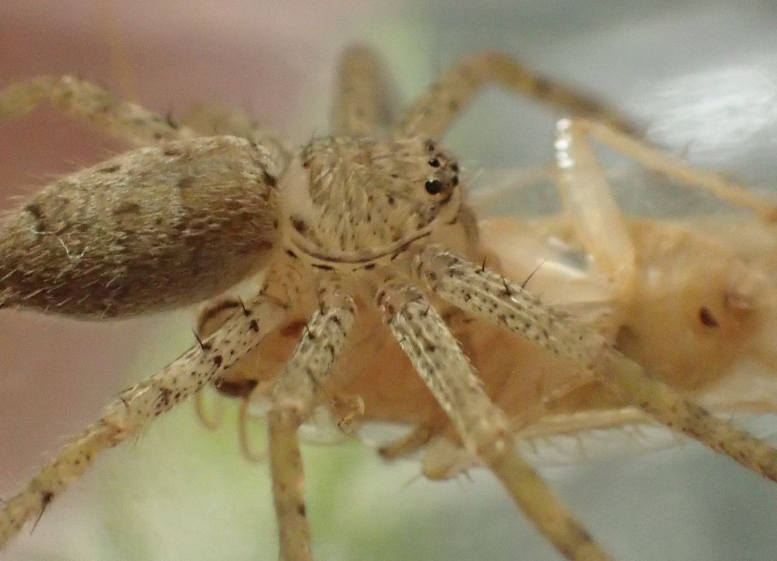 チャバネゴキブリを捕食するアシダカグモ