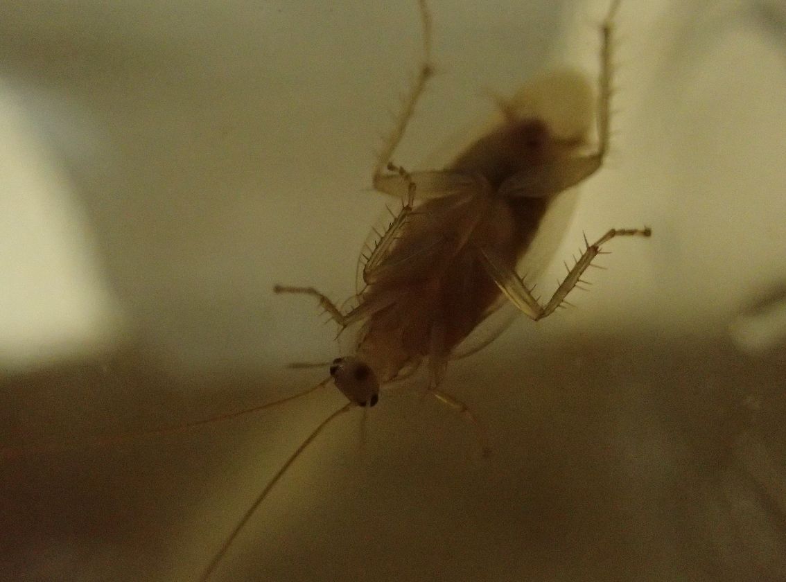 狭い隙間から家屋内に侵入する厄介な害虫チャバネゴキブリ
