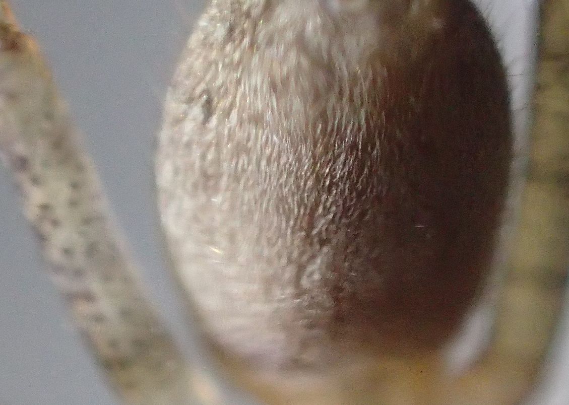 毛で覆われたアシダカグモの腹部