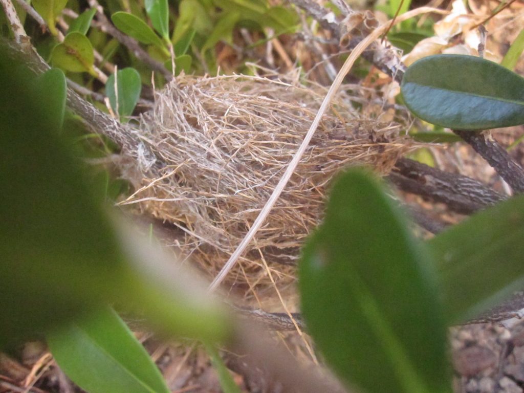 台風通過後に地面に落ちていた鳥の巣