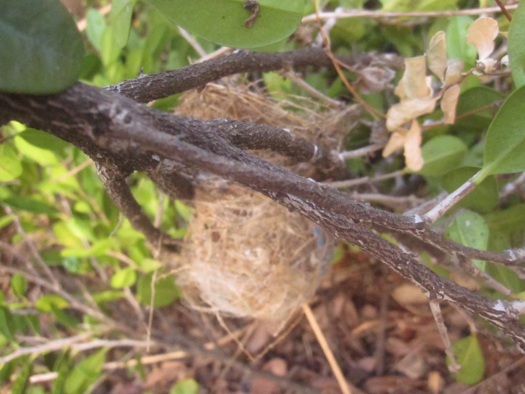 枝別れした箇所に頑丈に固定された巣作りがされている