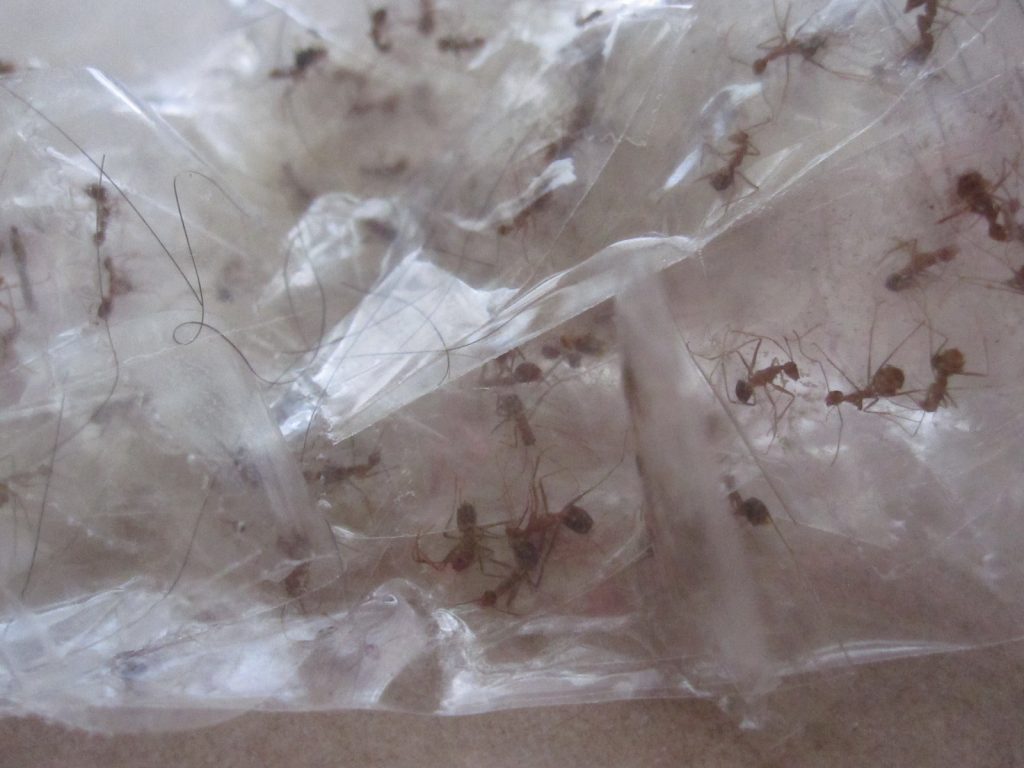 セロハンテープで害虫の蟻アシナガキアリを駆除した写真