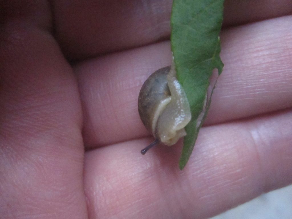 カタツムリが一生懸命にムシャムシャ葉を食べている