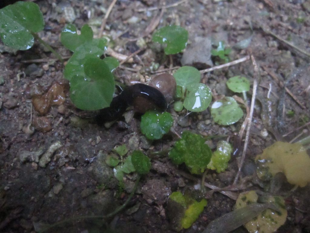 カタツムリを捕食するニューギニアヤリガタリクウズムシ