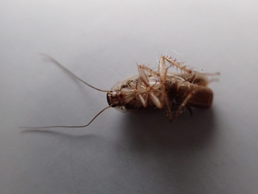 死んだ害虫のチャバネゴキブリ